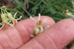 Tulbaghia leucantha