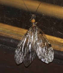Megaloptera