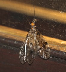 Megaloptera