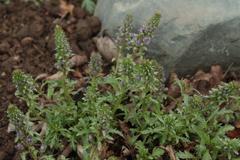 Veronica schmidtiana