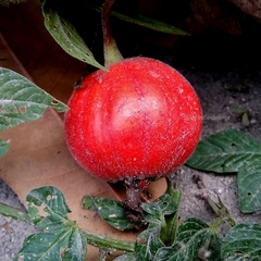 Trichosanthes scabra