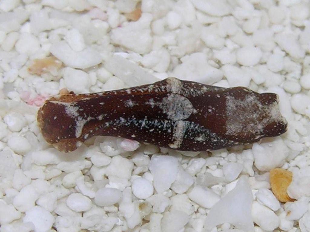 Spinoaglaja petra