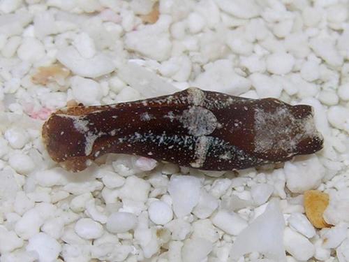 Spinoaglaja petra
