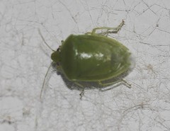 Glaucias