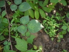 Pseudarthria viscida