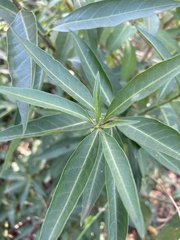 Cestrum parqui