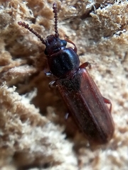 Pediacus dermestoides