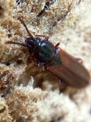 Pediacus dermestoides