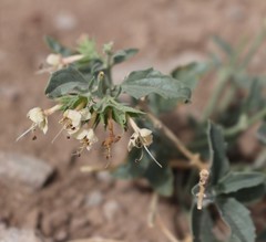 Tetraclea coulteri