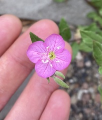 Oenothera rosea
