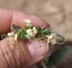Tetraclea coulteri