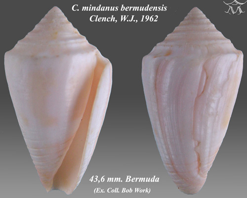 Conasprella bermudensis