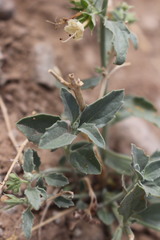Tetraclea coulteri