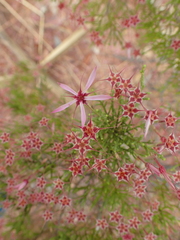 Calytrix exstipulata