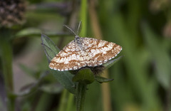 Ematurga atomaria