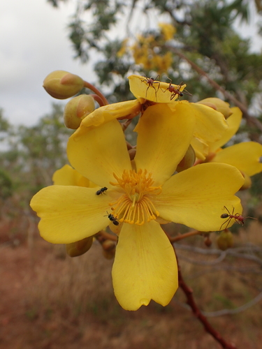 Image of Cochlospermum fraseri by (c) ronavery, some rights reserved (CC BY)