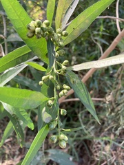 Cestrum parqui