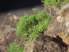 Ericameria resinosa
