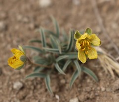 Senna pumilio
