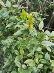 Myrtus communis