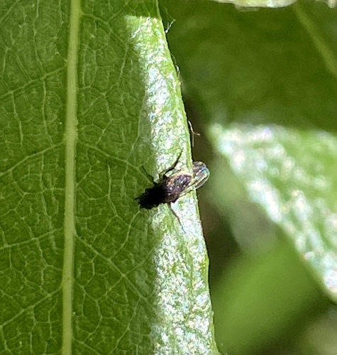 iNaturalist observation photo of Humpbacked Flies