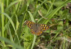Pararge aegeria