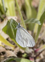 Leptidea sinapis