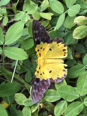 Dysphania sagana
