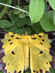 Dysphania sagana