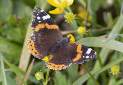 Vanessa atalanta