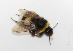Bombus terrestris dalmatinus