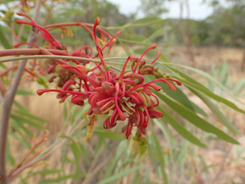Image of Grevillea heliosperma by (c) ronavery, some rights reserved (CC BY)