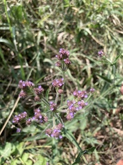 Verbena bonariensis