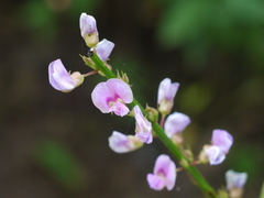 Tadehagi triquetrum