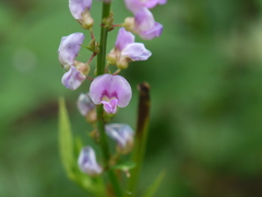Tadehagi triquetrum