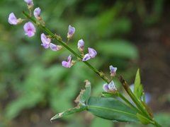 Tadehagi triquetrum