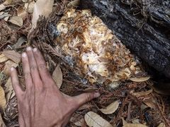 Daleomyces phillipsii