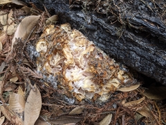 Daleomyces phillipsii