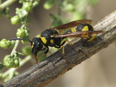 Eumenes coronatus