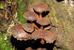 Hypholoma brunneum image