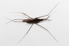 Aquarius ventralis