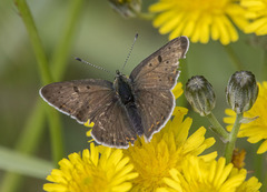 Lycaena tityrus