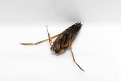 Notonecta maculata