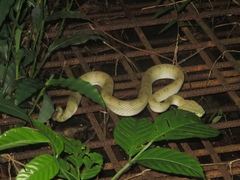 Tropidolaemus subannulatus
