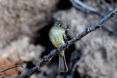 Empidonax occidentalis