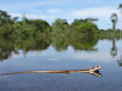 Notomabuya frenata