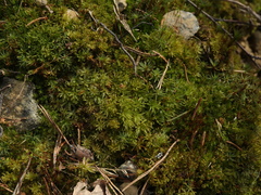 Atrichum tenellum