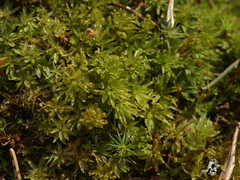 Atrichum tenellum