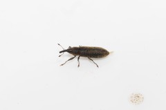Lixus filiformis