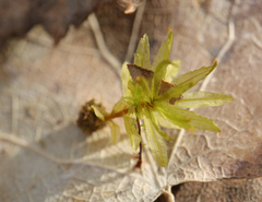 Atrichum tenellum